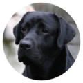 Barney-rund