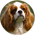 overview-frazzo-travellins-cavalier
