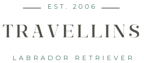 Travellins Labrador Retriever